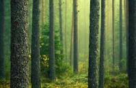 پاورپوینت انواع جنگلها و قانون جنگلات