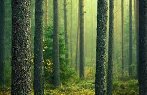 پاورپوینت انواع جنگلها و قانون جنگلات